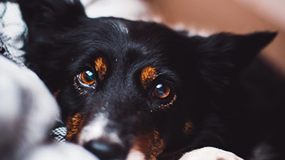 Standaard adoptie